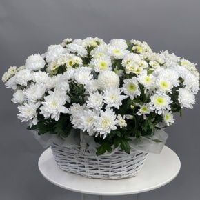 Композиция в корзине из микса хризантем в Павловском Посаде