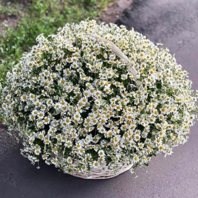 Композиция в корзине из 151 ромашки в Павловском Посаде