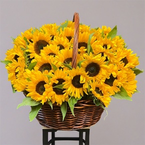 Композиция в корзине из 51 подсолнуха в Павловском Посаде