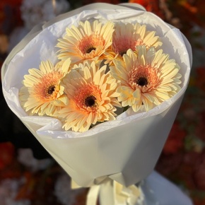 Букет из 5 персиковых гербер в Павловском Посаде