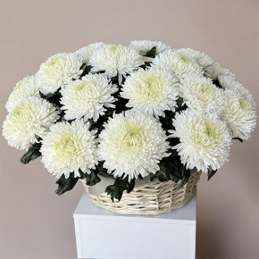 Композиция в корзине из 25 хризантем Магнум в Павловском Посаде