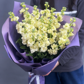 Букет из 15 лимонных маттиол в Павловском Посаде