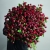 Монобукет из 75 кустовых роз Марун (70 см) в Павловском Посаде