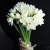 Букет из 25 нарциссов в Павловском Посаде